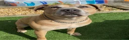 Staffordshire Bull Terrier dogs for sale: Re-home family dog  in Newcastle upon Tyne - Advert 2