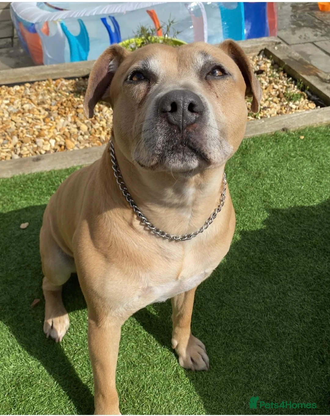 Staffordshire Bull Terrier dogs for sale: Re-home family dog  in Newcastle upon Tyne - Advert 2