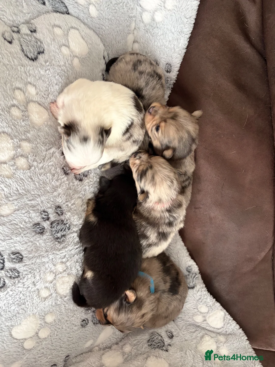 Pomchi dogs for sale: Pomchi puppies - Advert 2