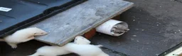 Ferret rodents for sale: Ferrets  in Castleford - Advert 6