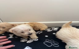 West Highland Terrier dogs for sale: DNA health tested Westie-poos  - Image 35