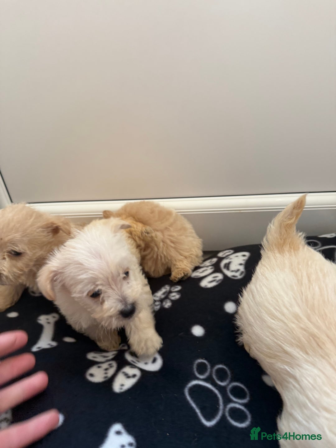 West Highland Terrier dogs for sale: DNA health tested Westie-poos  - Image 35