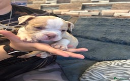 American Bully dogs for sale: 🐾 ABKC Registered Micro/Pocket Bully Puppies! 🐾 - Image 17