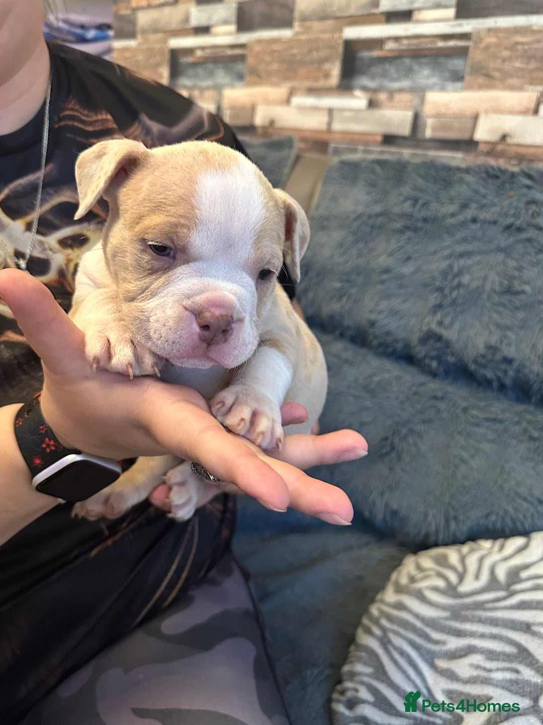 American Bully dogs for sale: 🐾 ABKC Registered Micro/Pocket Bully Puppies! 🐾 - Image 17