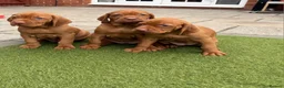 Hungarian Vizsla dogs for stud: Proven Hungarian Vizsla Stud--Imported Bloodlines - Advert 7