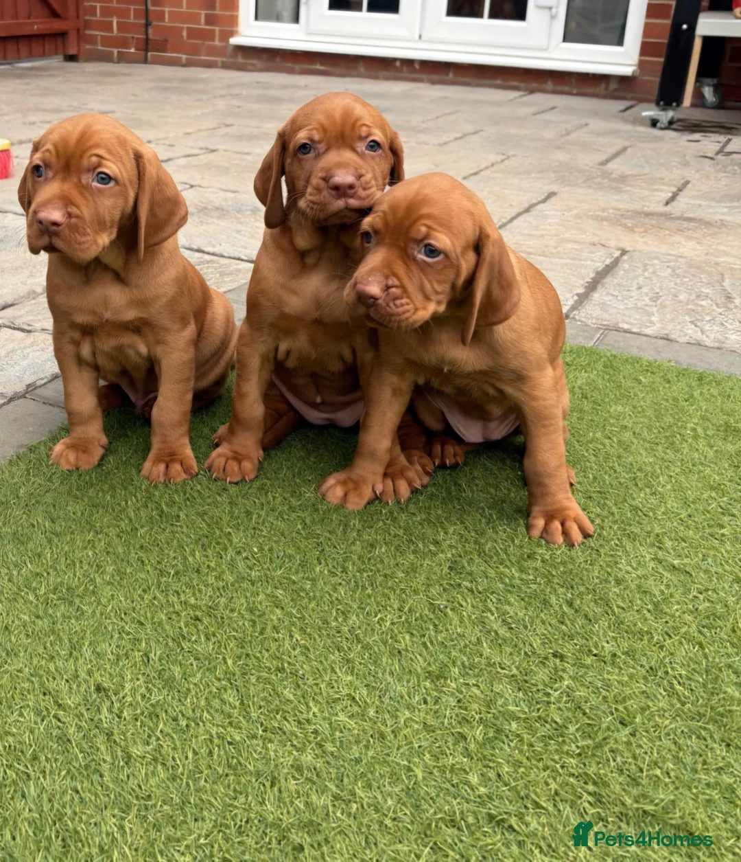Hungarian Vizsla dogs for stud: Proven Hungarian Vizsla Stud--Imported Bloodlines - Advert 7