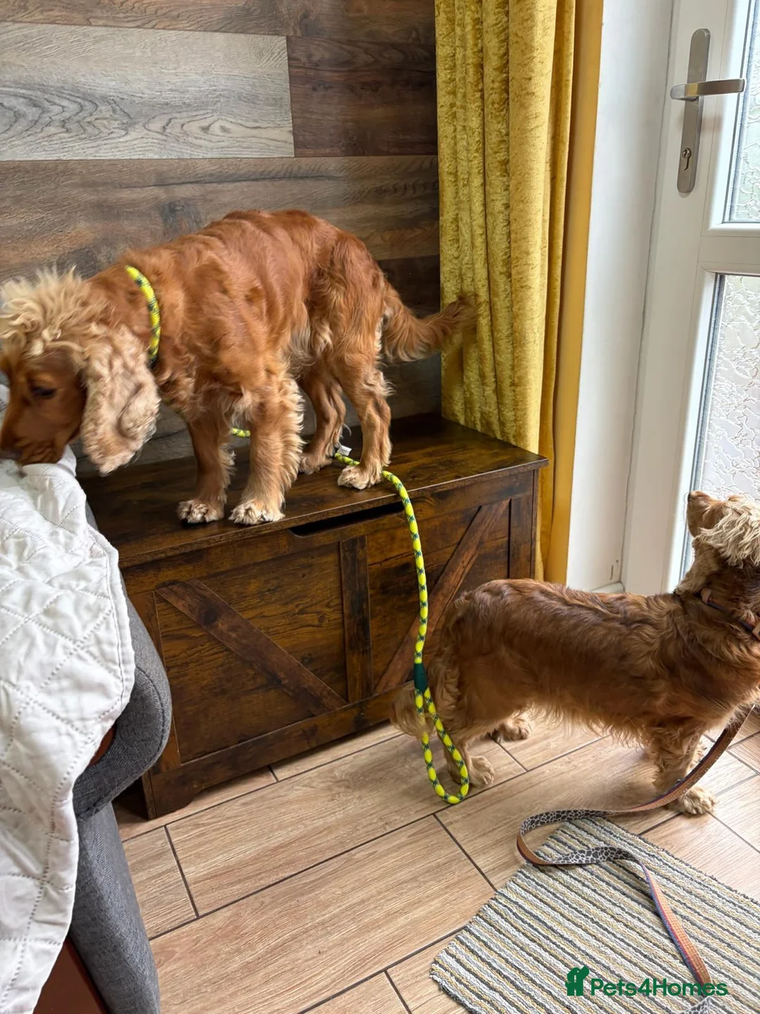 Mixed Breed dogs for adoption: ❤️SAVVY❤️ A HAPPY, AFFECTIONATE SHOW SPANIEL GIRL in Burton-on-Trent - Advert 2