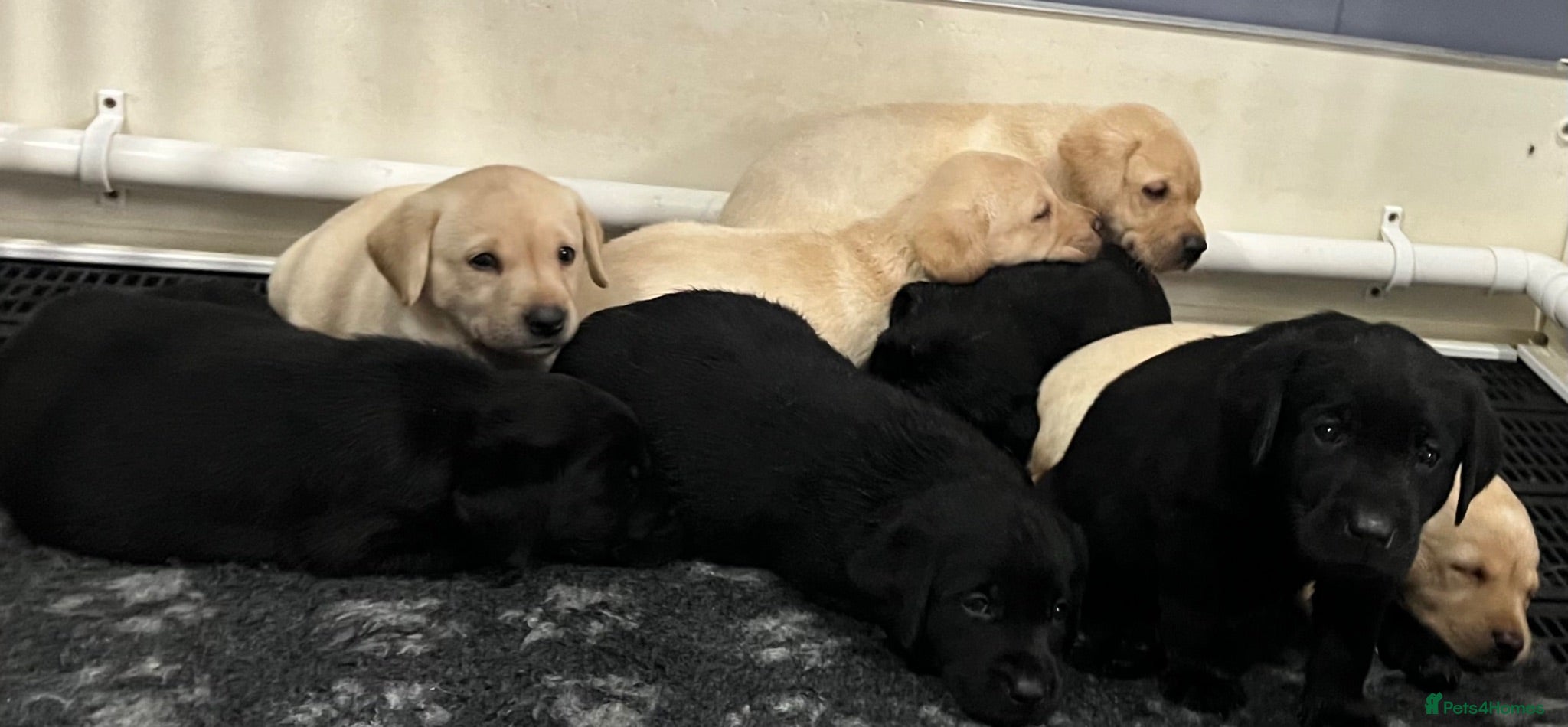 Labrador Retriever dogs KC REG LABRADOR RETRIEVER PUPPIES  - Advert 1