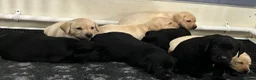 Labrador Retriever dogs for sale: KC REG LABRADOR RETRIEVER PUPPIES  in Waterlooville - Advert 1