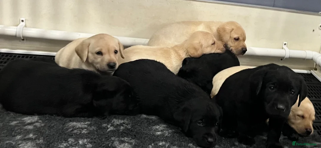 Labrador Retriever dogs for sale: KC REG LABRADOR RETRIEVER PUPPIES  in Waterlooville - Advert 1