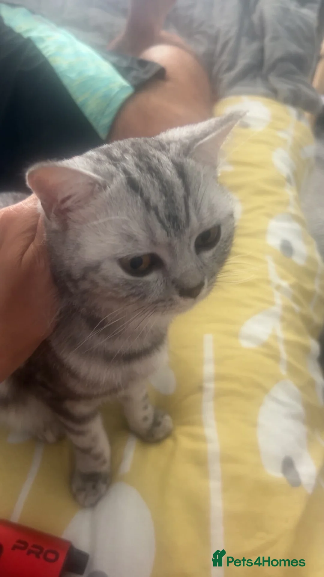 British Shorthair cats for sale: British shorthair  - Advert 7