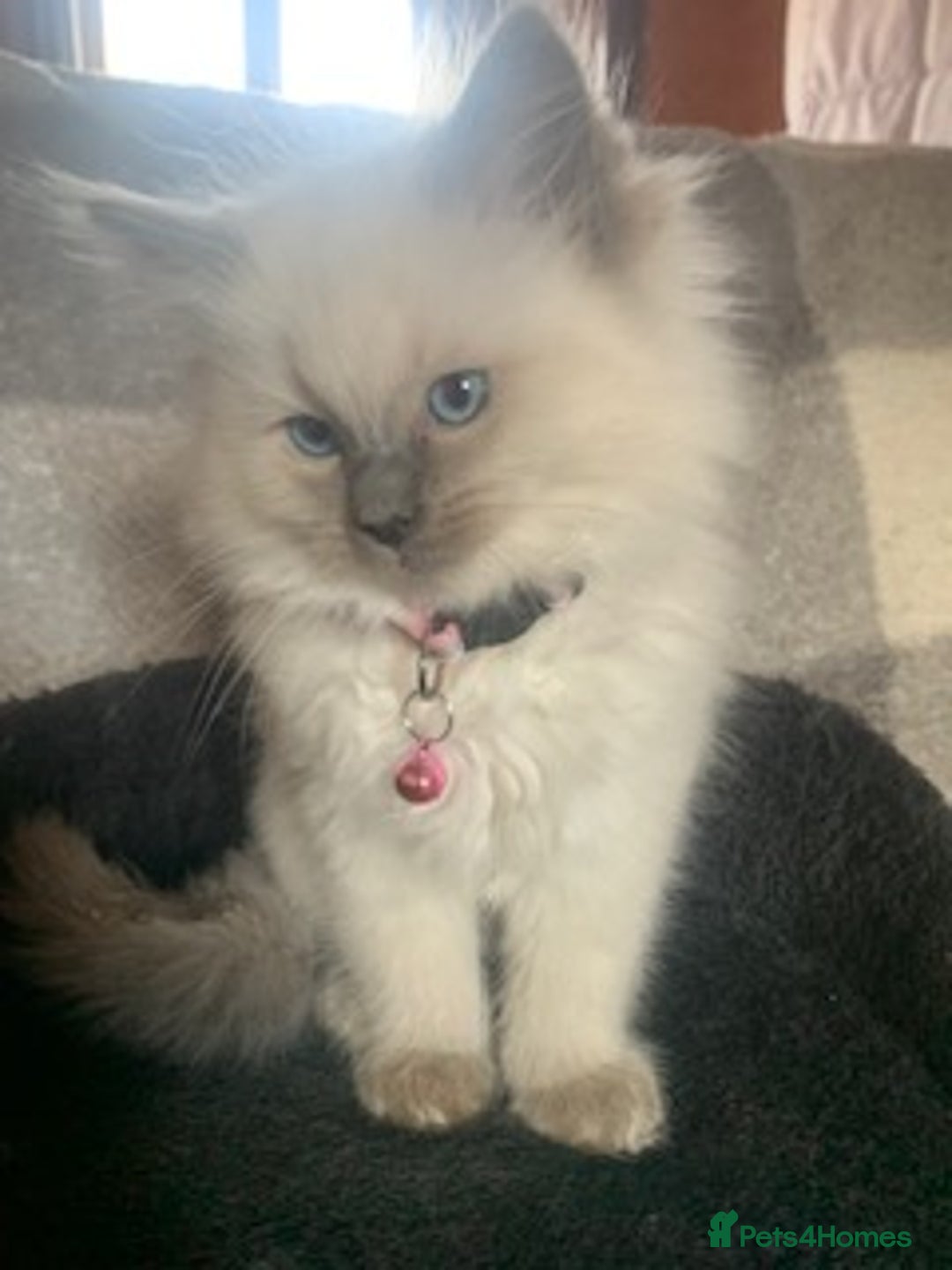 Ragdoll cats for sale: Gorgeous ragdoll kittens for sale - Advert 4
