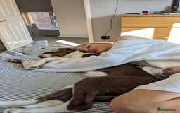 Mixed Breed dogs for sale: Puppy for sale  - Image 4