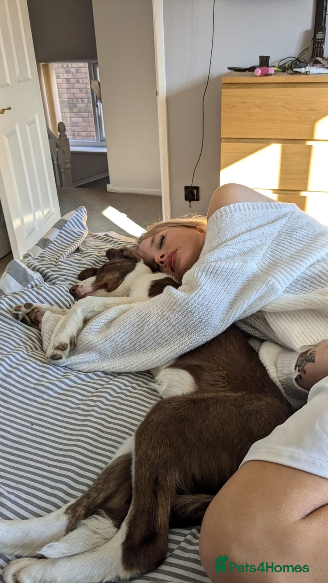 Mixed Breed dogs for sale: Puppy for sale  - Image 4