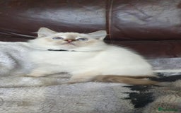 Ragdoll cats for sale: Beautiful GCCF Registered Ragdoll Kittens. - Image 25