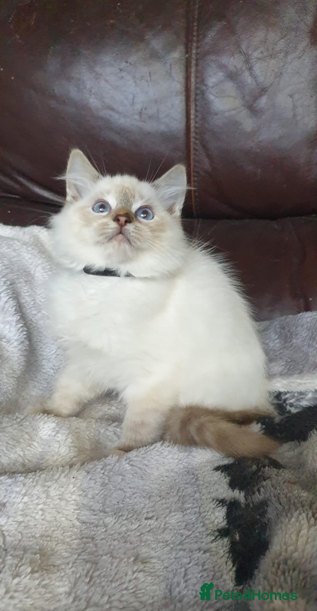 Ragdoll cats for sale: Beautiful GCCF Registered Ragdoll Kittens. - Image 25