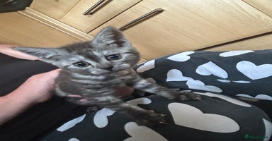 British Shorthair cats - Advert 10