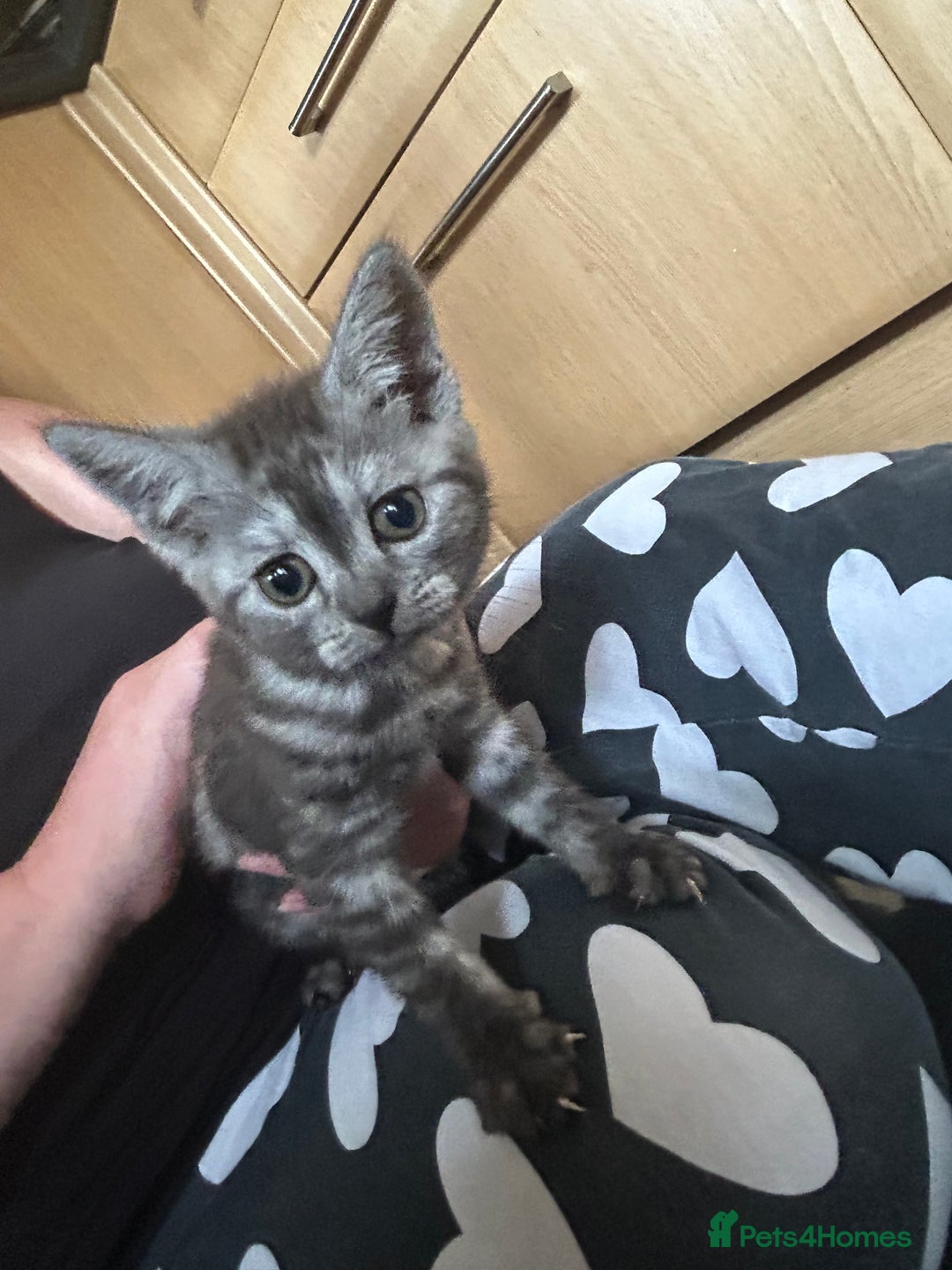British Shorthair cats for sale: 3 Beautiful kittens  - Image 2