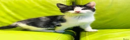 Mixed Breed cats for sale: Kittens for sale ,mixed breed, wonderful behaviour - Advert 9