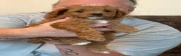 Cavapoo dogs for sale: Cavapoo puppies  - Advert 4