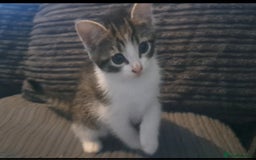 Mixed Breed cats for sale: 7 gorgeous kittens READY NOW - Image 2