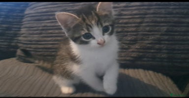 Mixed Breed cats - Advert 6
