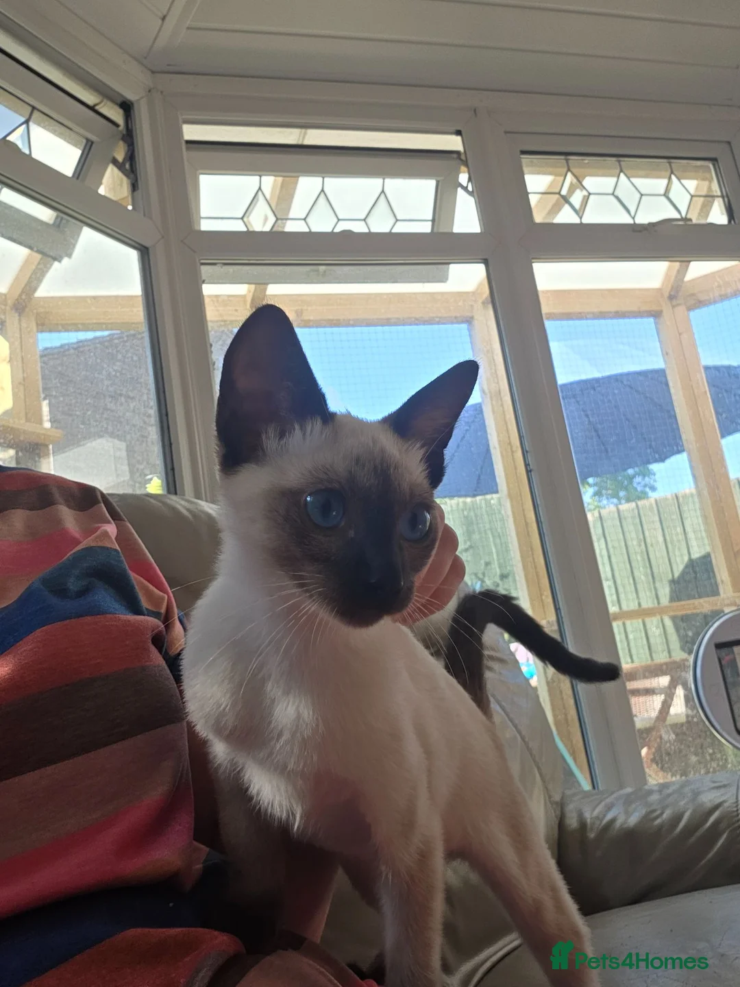 Snowshoe cats for sale: TICA Snowshoe Kitten seeking SPECIAL home - Advert 2