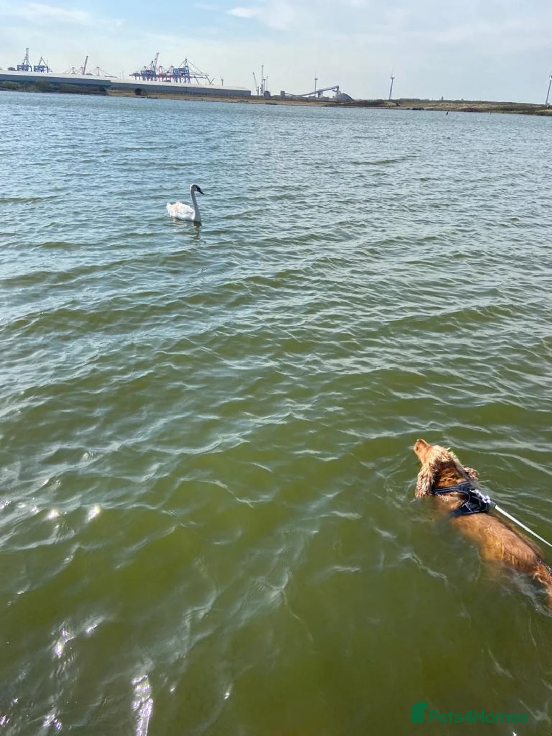 Cocker Spaniel dogs for stud: Cocker Spaniel For Stud in Liverpool - Advert 21