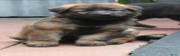 German Shepherd dogs for sale: KC REG OLD STYLE GERMAN SHEPHERD PUPPIES   - Advert 11