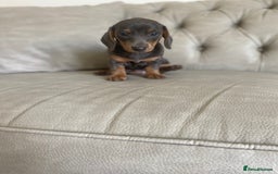 Miniature Dachshund dogs for sale: Miniture dachshund puppies - Image 28