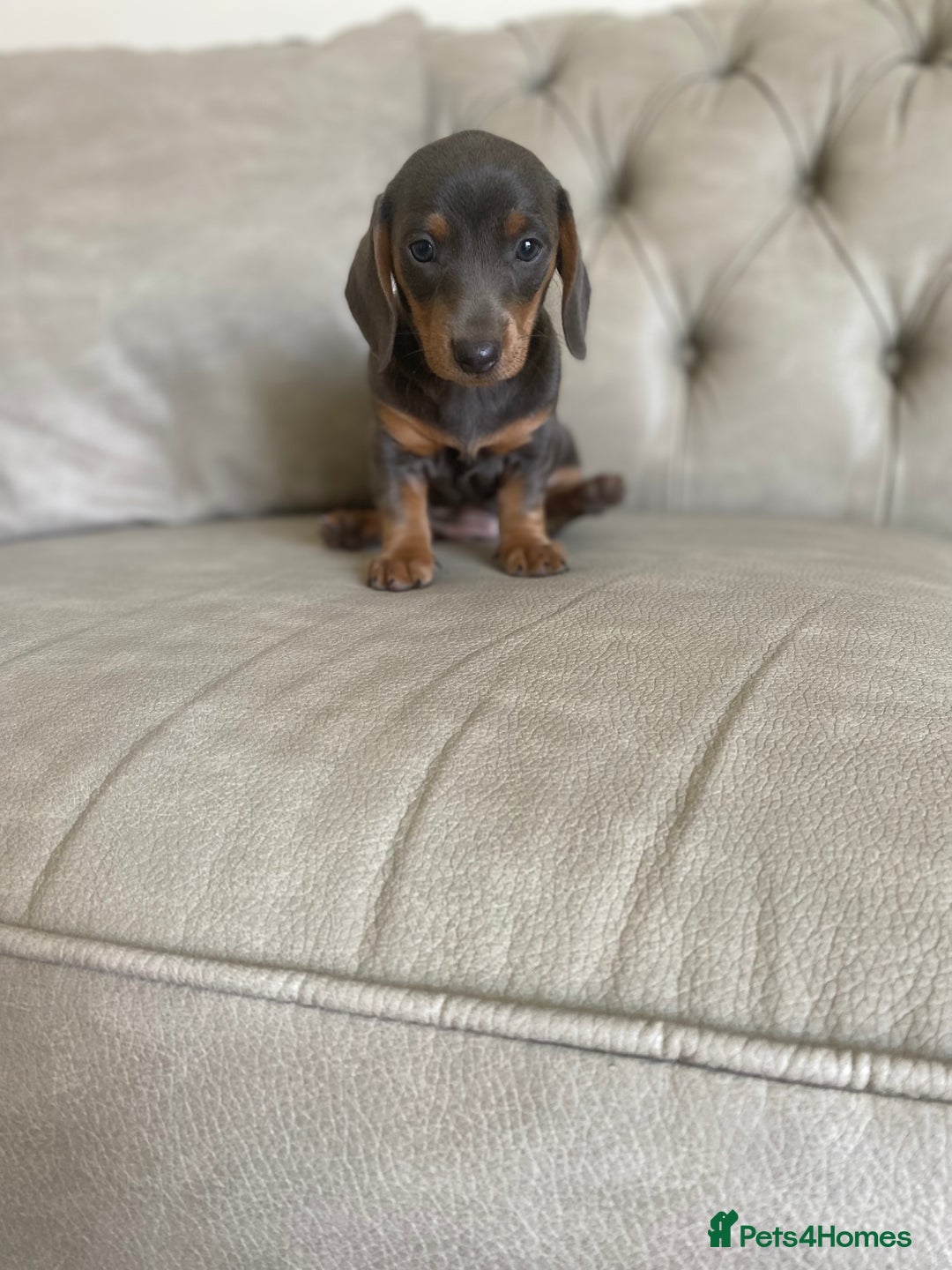 Miniature Dachshund dogs for sale: Miniture dachshund puppies - Image 28