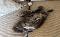 Maine Coon cats for sale: Stunning Main Coone Girl ✨ - Image 6