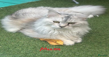 Maine Coon cats - Advert 13