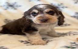 Cocker Spaniel dogs for sale: Cocker pups  - Image 14