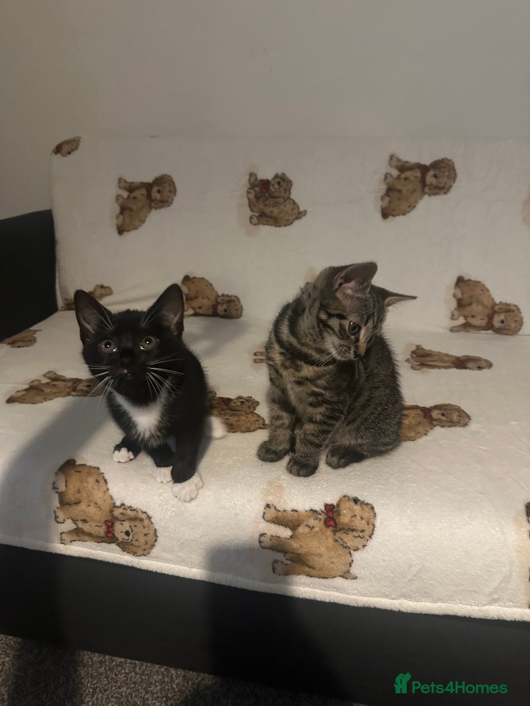 Domestic Shorthair cats for sale: Kittens are looking for family  - Image 2