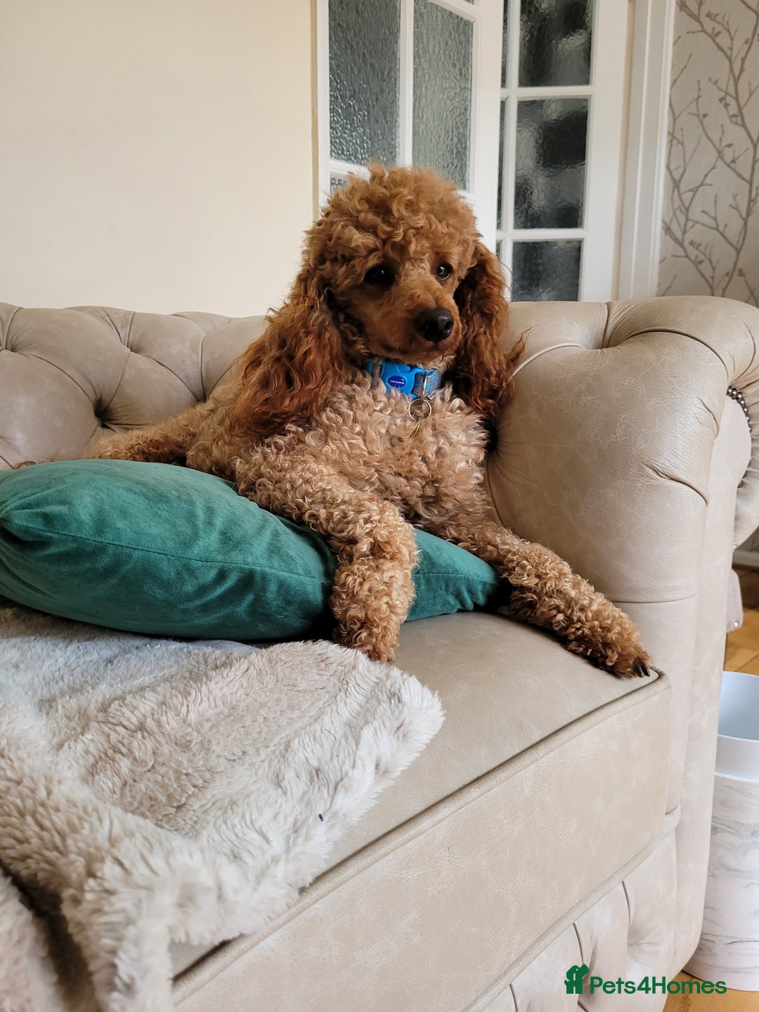 Miniature Poodle dogs for stud: Red K.C miniature poodle stud. health tested clear - Advert 4