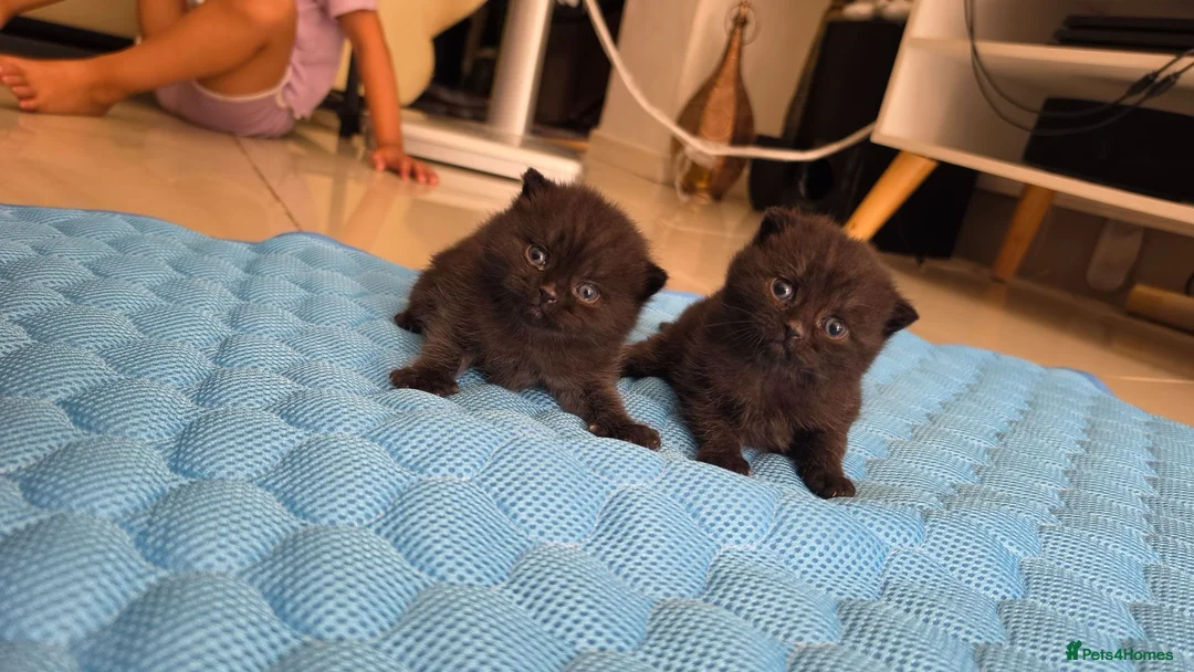 Scottish Fold cats for sale: Scottish fold kittens  - Advert 1