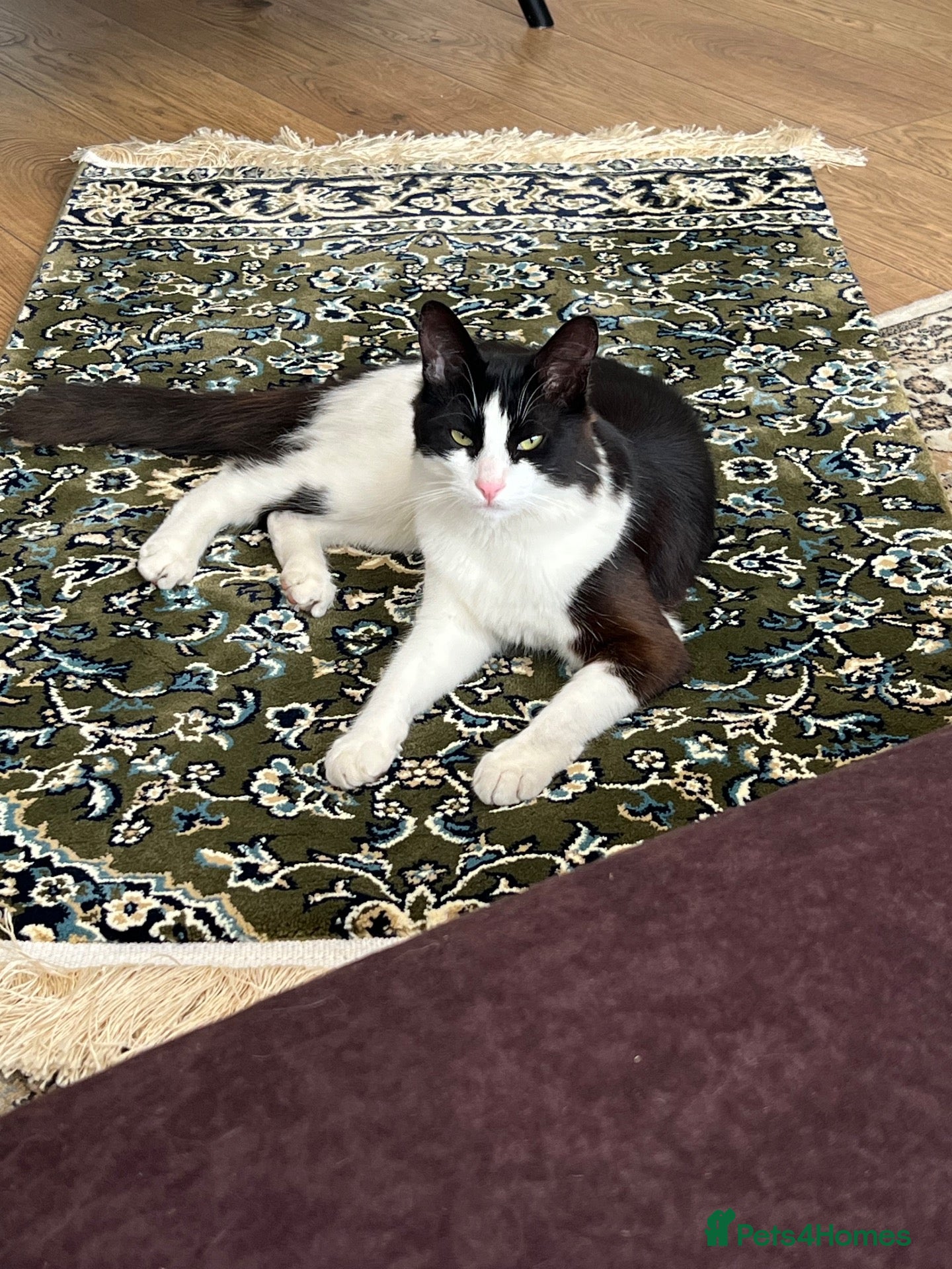 Turkish Angora cats Friendly male cat looking for his forever home - Advert 2