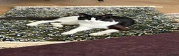 Turkish Angora cats for stud: Friendly male cat looking for his forever home - Advert 2