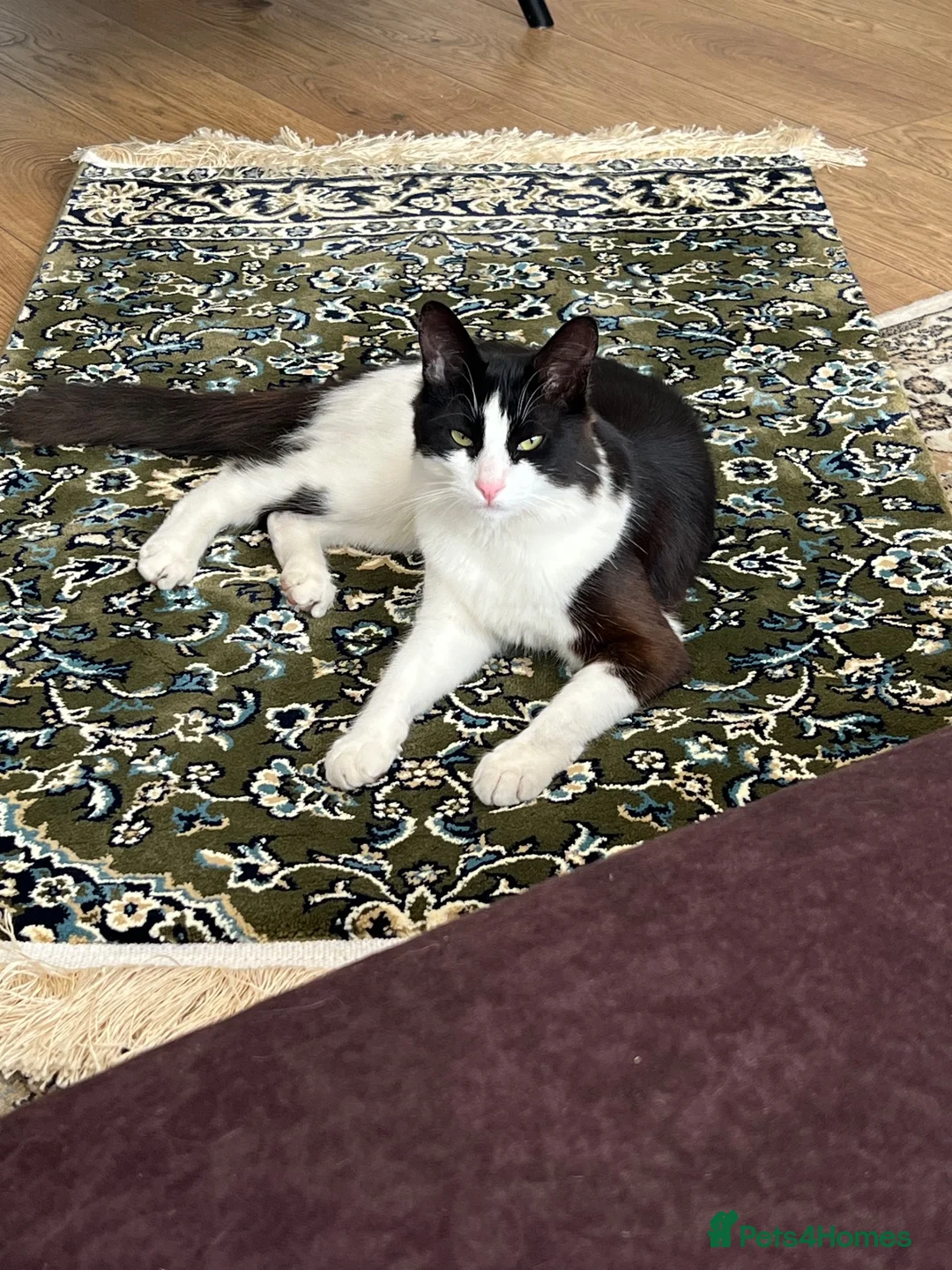 Turkish Angora cats for stud: Friendly male cat looking for his forever home - Advert 2