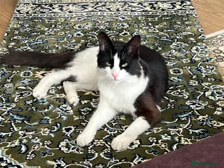 Turkish Angora cats Friendly male cat looking for his forever home - Advert 2