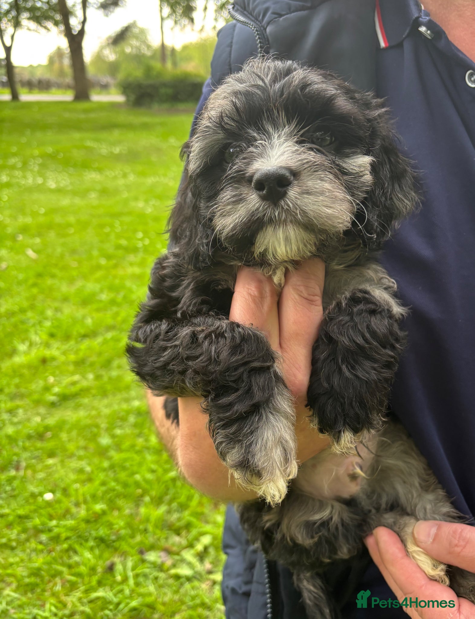Cavapoo dogs READY NOW Teddy Bear Cavapoos Rare Blue Merle  - Advert 11