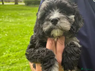 Cavapoo dogs READY NOW Teddy Bear Cavapoos Rare Blue Merle - Advert 11