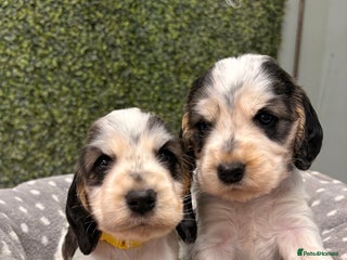 Cocker Spaniel dogs 🖤🤍 KC REG Show Cocker Spaniel Puppies For Sale - Advert 11