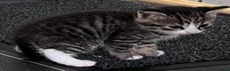 Mixed Breed cats for sale: LAYLA’S GORGEOUS LITTER OF FIVE 🐱 🐈 🐈‍⬛ 🐱 🐈  - Advert 21