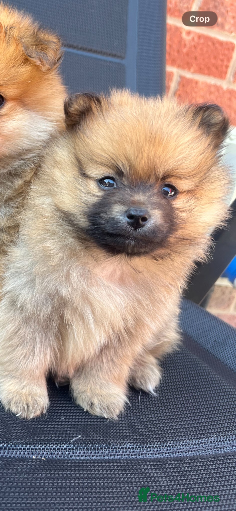 Pomeranian dogs for sale: Pomeranian puppies in Ledbury - Advert 2