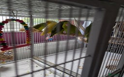 Parrots birds for sale: PARROTLET  - Image 1