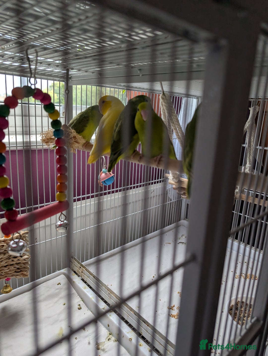 Parrots birds for sale: PARROTLET  - Image 1