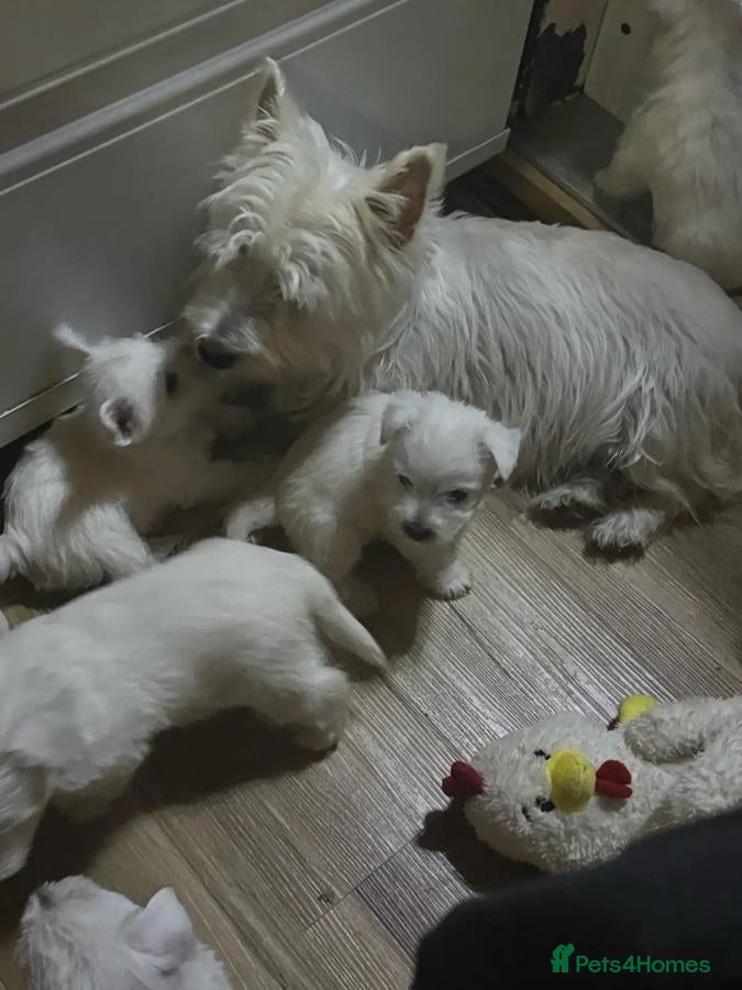 West Highland Terrier dogs for sale: Settling westie - Advert 18