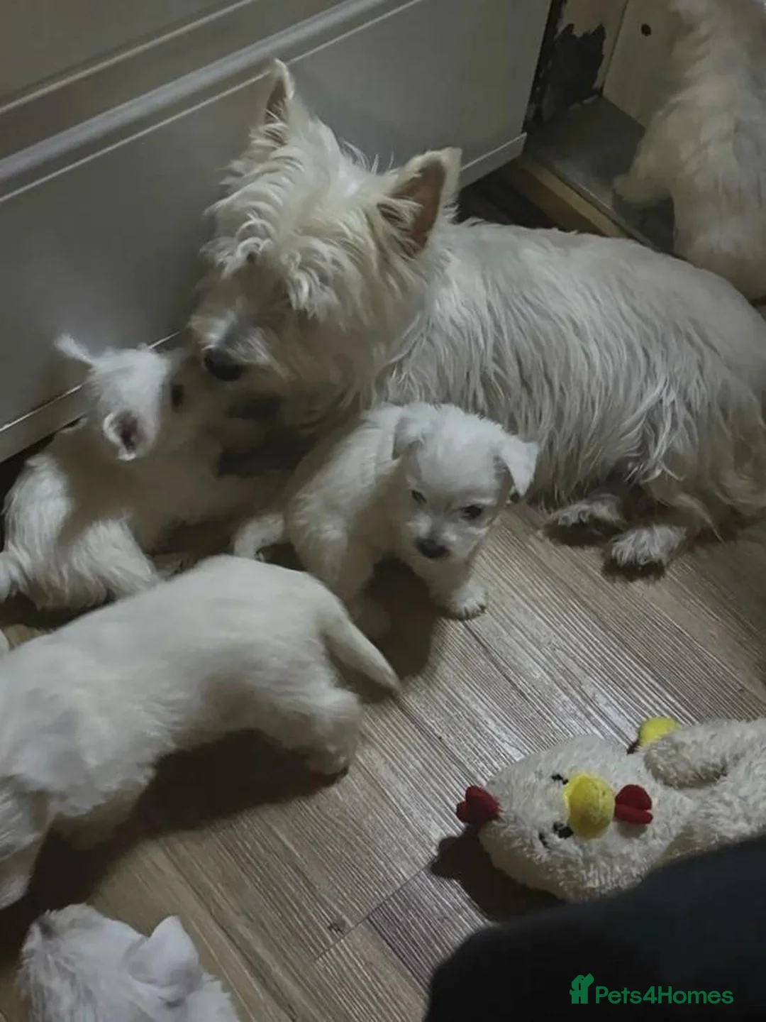 West Highland Terrier dogs for sale: Settling westie - Advert 1